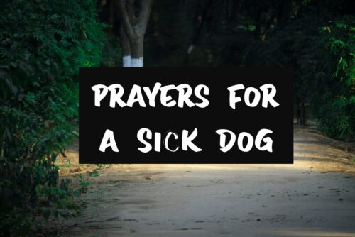 Prayers For A Sick Dog